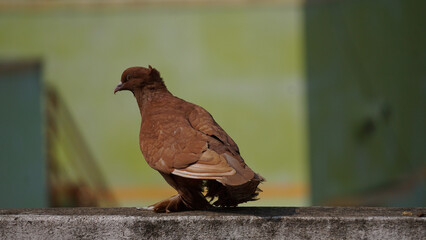 bird on a fence