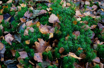 I'm knee deep in moss