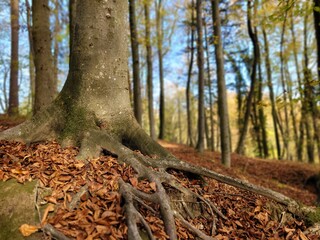 Baum mit Wurzeln im Herbst