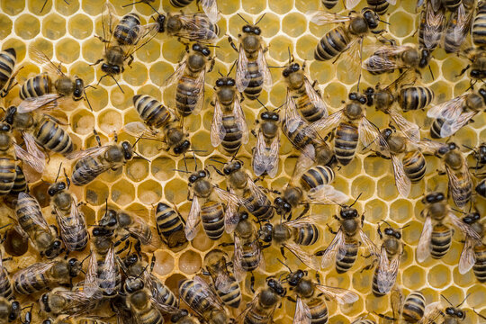 Eggs and larvae in combs.  Bees caring for larvae. They feed them and blowing air. 