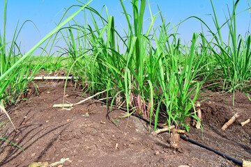 Organic sugarcene Farming, Small fresh sugarcane plants in the Field, Sugarcane Farming in India