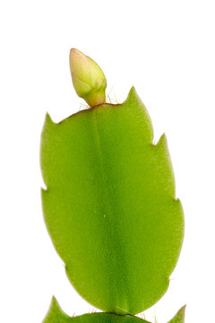 the flower bud of The Schlumbergera Flower (called Christmas cactus, Thanksgiving cactus, crab cactus, holiday cactus)