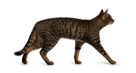 Beautiful golden brown tabby house cat, walking side ways. Looking straight ahead away from camera. Isolated on a white background.