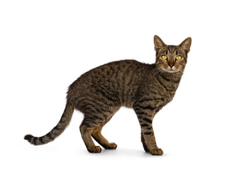Beautiful golden brown tabby house cat, standing side ways. Head turned and looking straight to camera with bright yellow eyes. Isolated on a white background.