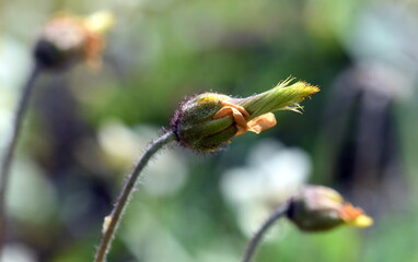 Verwelkte Blüte einer weißen Silberwurz