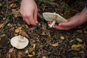Close up of mushroom-pickers hands with knife cutting fresh champignon mushrooms in the forest on...