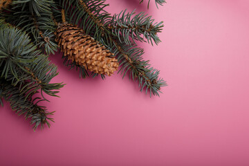 Blue fir tree branch with big cone on pink background. Merry Christmas mockup template, copy space