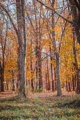Fototapeta premium 秋のモエレ沼公園の風景