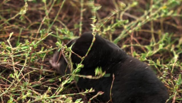 the mole makes its way through the grass, the mole tries to burrow into the ground