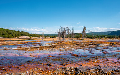 View of dead trees on geothermal landscape. Geyser basin with blue sky in background. Idyllic scenery at famous Yellowstone National Park during summer.