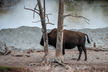 Bison standing by tree on geothermal landscape in valley. Wild animal in forest at Yellowstone National park. Horned mammal at famous tourist sightseeing attraction.
