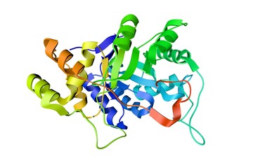 Human aldose reductase in complex with inhibitor IDD594. Ribbons diagram on white background. Rendering based on protein data bank entry 1us0. Rainbow coloring from N to C. 3d illustration