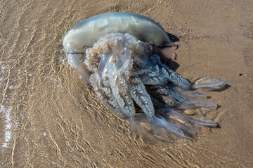 gestrandete Riesenqualle am im Sand am Meer