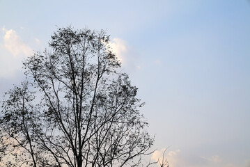 Tree silhouette against the evening sky, nature background.