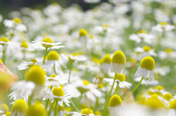 Chamomile field background, capturing flowers in the center. Focus on center group.