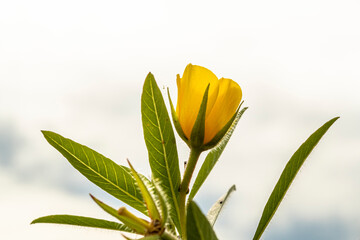 große gelbe Blüte -  großblütiges Heusenkraut © natros