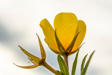 große gelbe Blüte -  großblütiges Heusenkraut © natros