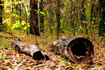 Fototapeta na wymiar decaying, rotting large fallen tree caved and hollowed trunk. closeup view. yellow and green leaves. fall season. soft blurred background. autumn mood. dense wet fallen leaves, foliage and undergrowth