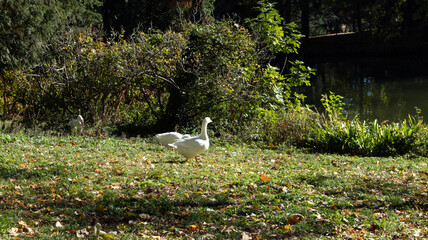 white stork in the grass