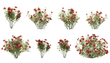 Set of rose trees isolated, 3D rendered