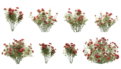 Set of rose trees isolated, 3D rendered