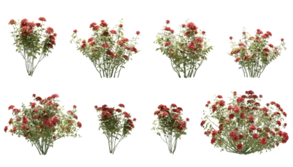 Fototapete Set of rose trees isolated, 3D rendered © ANDRIBENKY