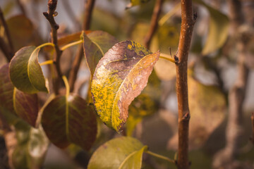 Leaf of a tree drying in autumn
