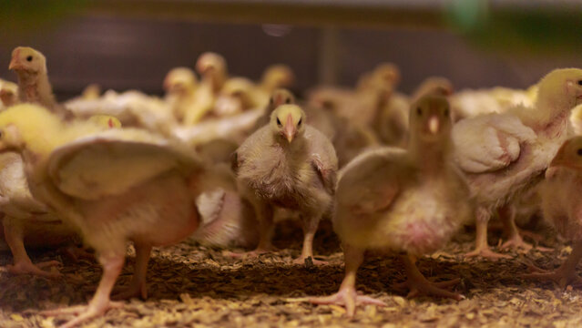 Young broilers in raising room of poultry farm.