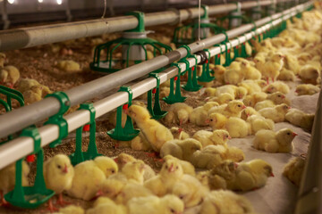 Yellow chicks in grow out house of chicken farm.