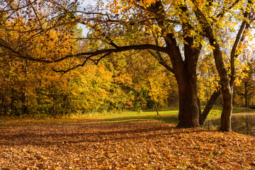 Beautiful colorful vivid autumn walk in forest and meadow, Czechia