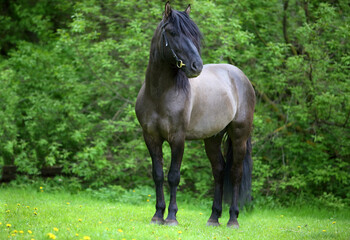 Heavy horse walks in the paddock in evening down 