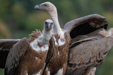 Beautiful portrait of two Eurasian griffon vultures one of them looking directly at the camera in the mountains of Leon in Spain