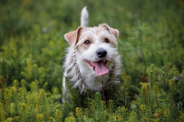 A wire-haired Jack Russell Terrier with a beard in a khaki jacket stands in a pine forest. Military dog concept. Blurred background for the inscription