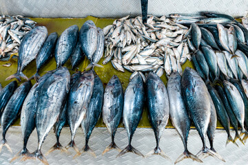Fisheries Activities And Fish Market In Negombo, Sri Lanka. 