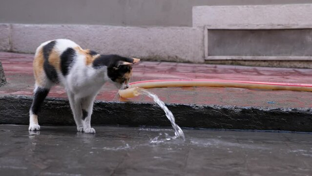Adorable cat playing with running water, touching jet by paw. Feral cats live all around Istanbul city. Stray animal found hosepipe on the street and try to catch water stream