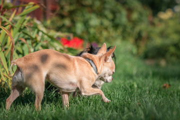Naklejka na ściany i meble Little purebred chihuahua on a walk in the garden.