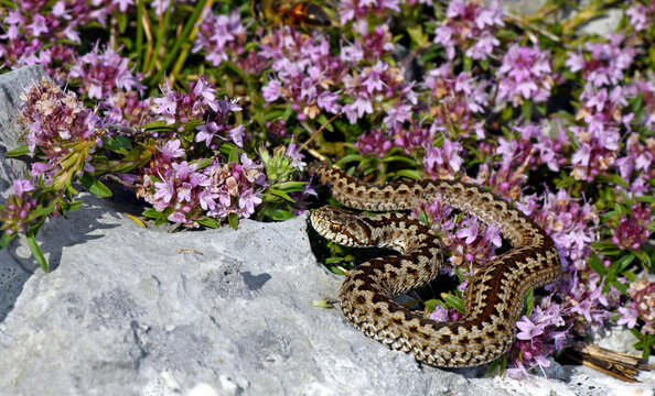 Meadow viper // Wiesenotter (Vipera ursinii macrops) - Durmitor, Montenegro