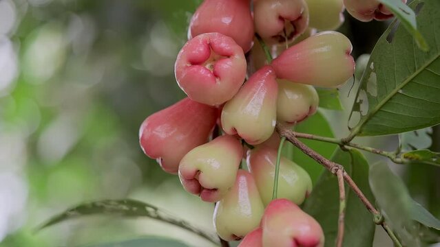 Syzygium aqueum (watery rose apple, water apple, bell fruit, jambu air) fruits on the tree. The fruit has a very mild and slightly sweet taste similar to apples, and a crisp watery texture