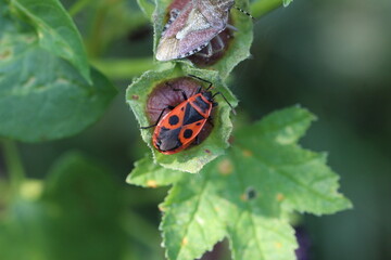 Zimtwanze neben Beerenwanze