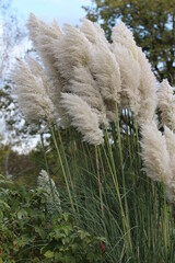Pampasgras gro&szlig; 3m