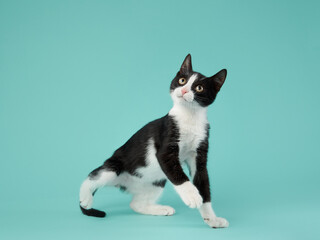 black and white kitten play on a mint background. young cute cat in the studio