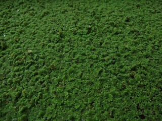 Azolla (mosquito fern) or duckweed fern, green background