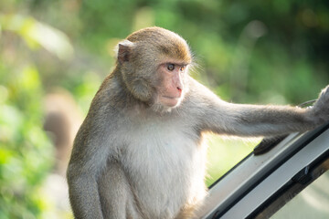 Formosan macaque, Formosan rock monkey also named Taiwanese macaque in the wild.
