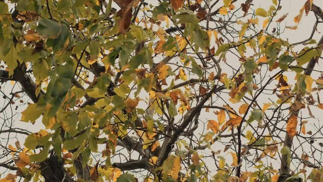 autumn maple leaves. Stunning colorful shades of autumn in deciduous forest. Beech branches and twigs full of vivid foliage in fall season. 4K UHD