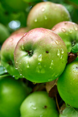 Apple tree with green apples close-up in sunlight after rain drops in the wind. Green apples grow on a branch.