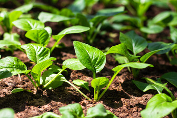 Grow organic vegetables at the garden.