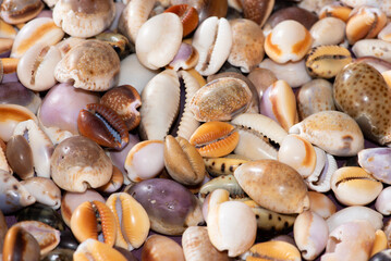 Cowrie seashells (cypraea) collected from the beach make a colourful display and an attractive...