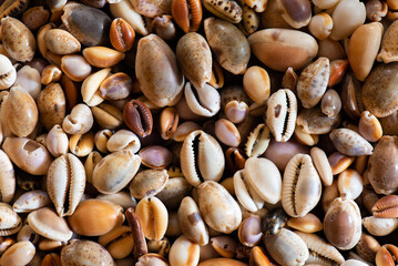 Cowrie seashells (cypraea) collected from the beach make a colourful display and an attractive wallpaper