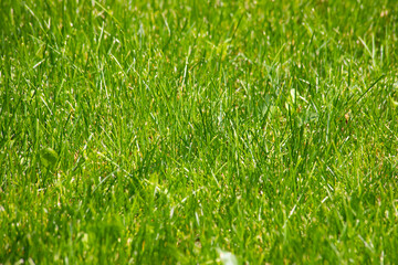 green grass texture. Green meadow