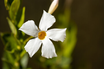 white narcissus flower